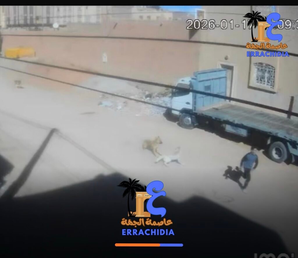 كلاب ضالة تهدد سلامة الأطفال وتعيد مطلب التدخل العاجل إلى الواجهة بمدينة الرشيدية